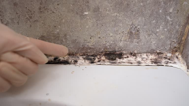 Montoursville, PA Mold Removal Company